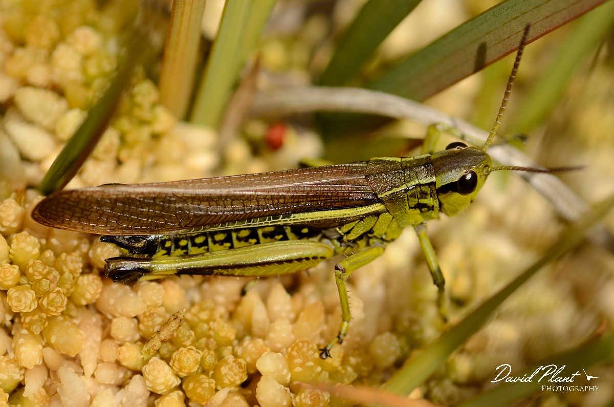 David Plant Photography - Wildlife Photography - Large marsh grasshopper, Stethophyma grossum - C.jpg - Large marsh grasshopper, Stethophyma grossum - Dorset